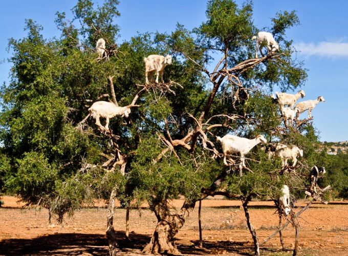 Essaouira : Day trip from Marrakech, visit of an argan factory