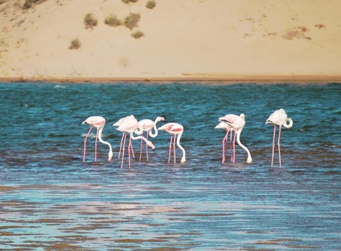 Agadir (région) : Visite du parc Souss Massa