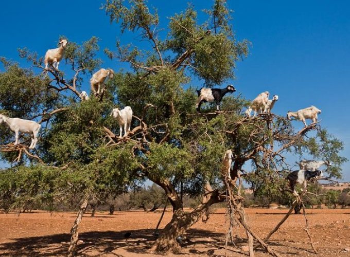 Chèvres dans les arbres