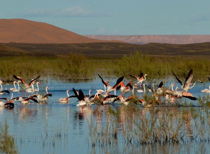 Go Birdwatching at the Oualidia Wetlands