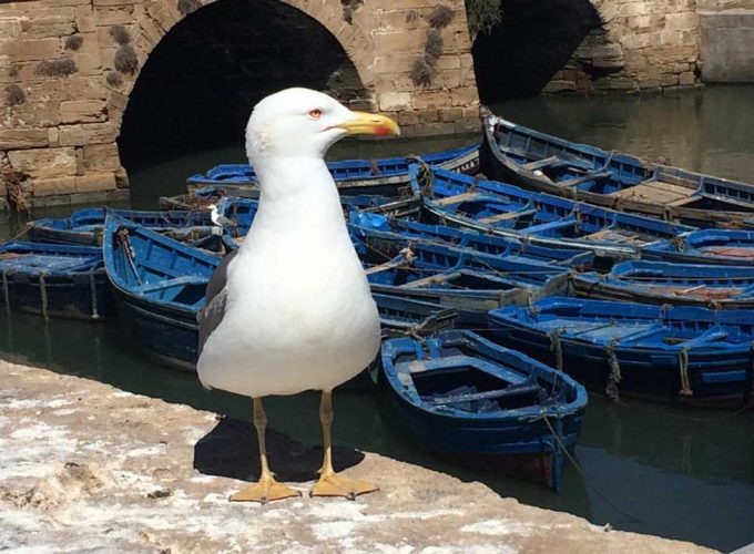 Essaouira : PhotoShoot tour