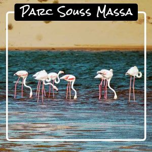 top-5-agadir-parc-souss-massa top-5-agadir-parc-souss-massa