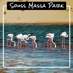 top-5-agadir-souss-massa-park top-5-agadir-souss-massa-park